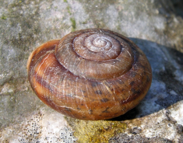 Chilostoma planospira nella faggeta del PNA